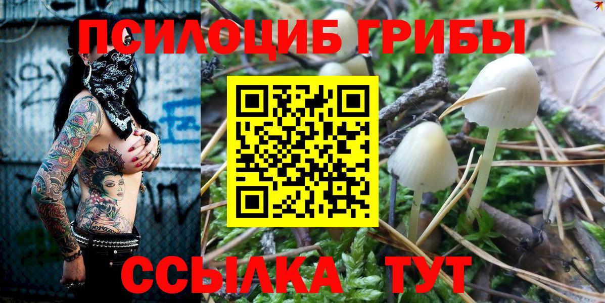 Псилоцибиновые грибы мицелий Новокубанск